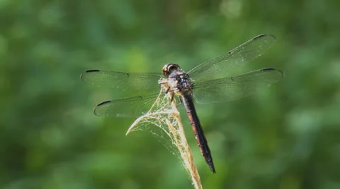 Big Thicket dragon fly Stock Footage 25542100