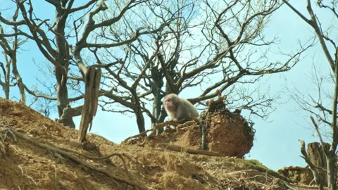 Big thoughtful monkey sitting on the rock and resting alone, spring trees on Stock Footage 134316087