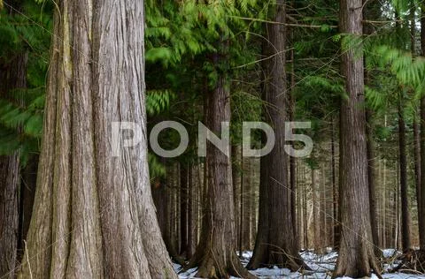 Big thuja trees Stock Photos