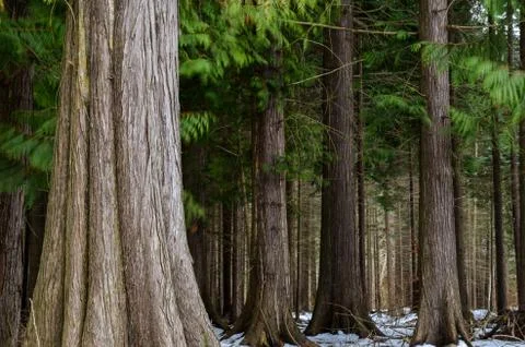 Big thuja trees Stock Photos