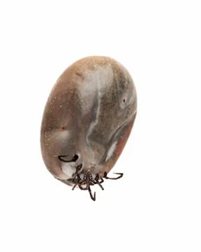 Big tick Stockfoto's