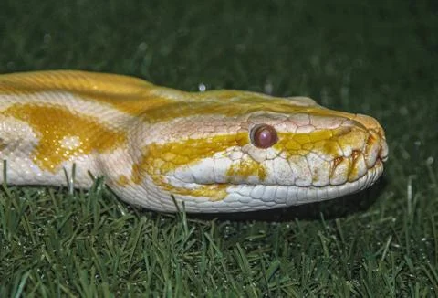 Big tiger albino python snake(Python molurus bivittatus) yellow viper Stock Photos