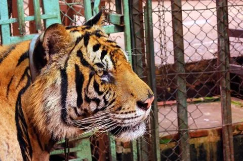Big Tiger head in captivity. Stock Photos
