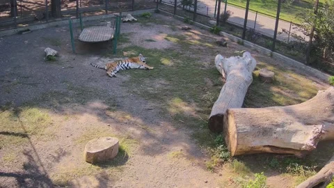Big tiger just laying on the grass Stock Footage 162732155