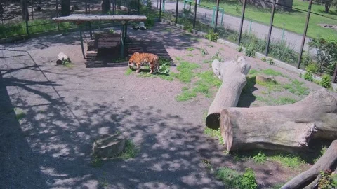 Big tiger looking for a place to hide from the sun Stock Footage 154735830