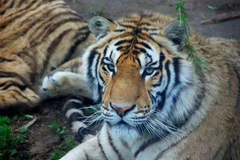 Big tiger Stock Photos