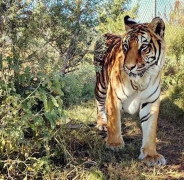 Big Tiger Stock Photos