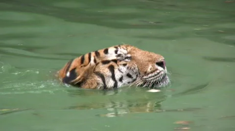 BIG TIGER PROWLS SWIMMING Close-up Danger Endangered Species Bengal Stock Footage