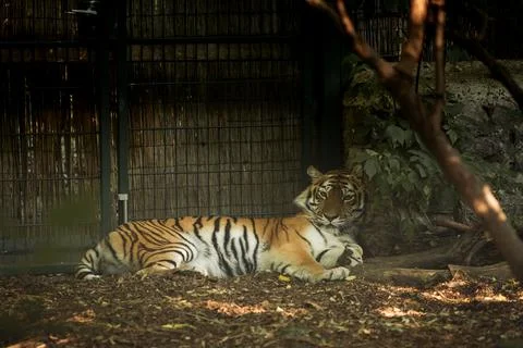 Big tiger resting inside its cage in a zoo. Wild animals in captivity Stock Photos