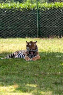 A big tiger rests in the shadow of a tree Stock Photos