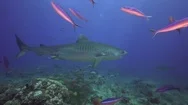 Big Tiger Shark Appears Behind A Wall Of Fish On A Coral Reef In Tahiti Stock Footage