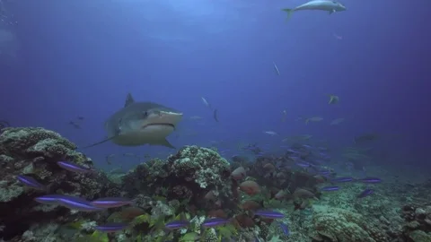 Big tiger shark appears behind a coral reef, getting close and turns 스톡 동영상 73799494