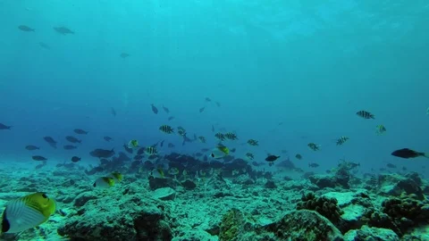 Big Tiger Shark picks up dead Tuna from the seabed and eats it, school of Video stock 98151602