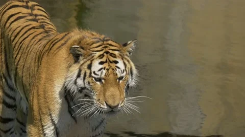 Big Tiger standing next to River looking then Jumps out of Shot Vídeo Stock 134654705