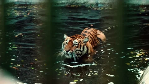Big tiger swimming in a pool behind the bars of its cage. Stock Footage 210237042