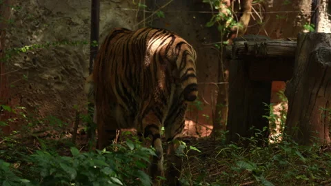 Big tiger walking in forest background Видео 219846322