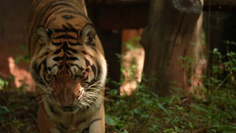 Big tiger walking in forest background Video stock 219846346