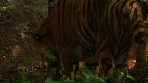 Big tiger walking in forest background Stock-Footage 219846348