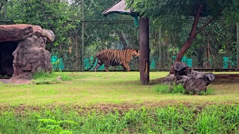 Big Tiger walking on green grass in a zoo enclosure Stock Footage 344156096