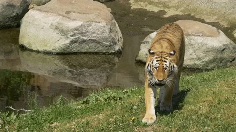 Big Tiger walking next to River looking for Food | Slowmotion | Vídeo Stock 134654677