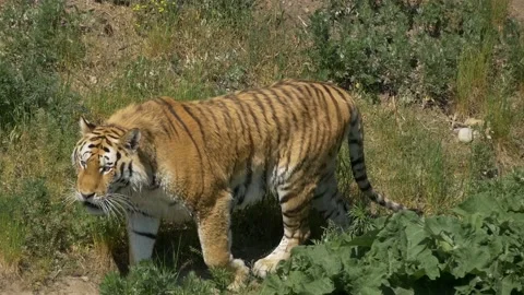 Big Tiger walking next to River looking for Food and Dripping of water Video stock 135826153