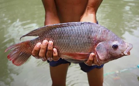 Big tilapia in hands Stock Photos
