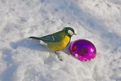 Big tit and its reflection in beautiful Christmas tree toy lying onsunlit snow. Stock Photos