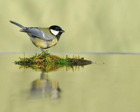 Big tit singing while sitting on wet plot of land Stock-Fotos