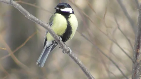A big tit sits on a tree branch and cleans its beak Video stock 121023065