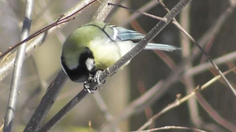 A big tit sits on a tree branch and pecks a seed Stock-Footage 121023157