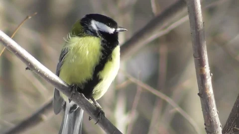 Big tit sitting on a tree branch Video stock 121023075