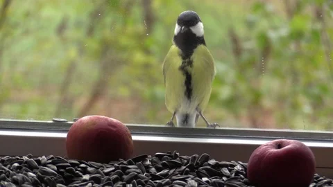Big tit on the window, looking through the glass at the seeds and apples. Stock-Footage 118914190