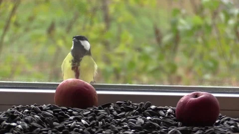 Big tit on the window, looking through the glass at the seeds and apples. Stock-Footage 118914217