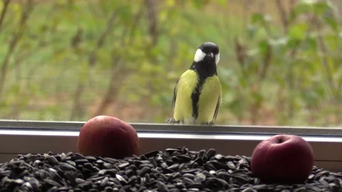 Big tit on the window, looking through the glass at the seeds and apples. Video stock 118914242
