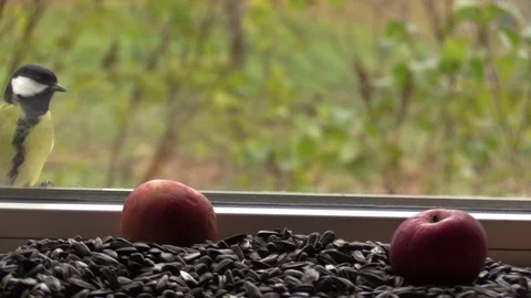 Big tit on the window, looking through the glass at the seeds and apples. Stock-Footage 118914264