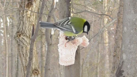 Big tit in winter eats fat on a tree branch Stock Footage 118804446