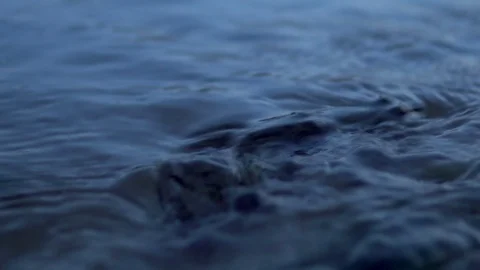 Big toad floats on the river Stock Footage 113482685