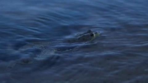 Big toad floats on the river Видео 113971059