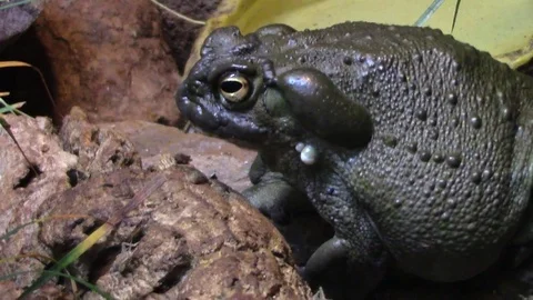 Big toad Video stock 78827407