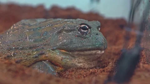 The big toad frog breathes slowly. Stock Footage 157215673