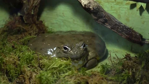 Big toad frog sitting in terrarium Stock Footage 139358399