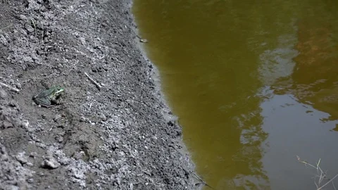 Big toad jumps into the green swamp. Slow-motion. frog on nature in water. wild Stock Footage 113227618