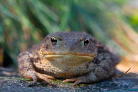Big toad Stock Photos