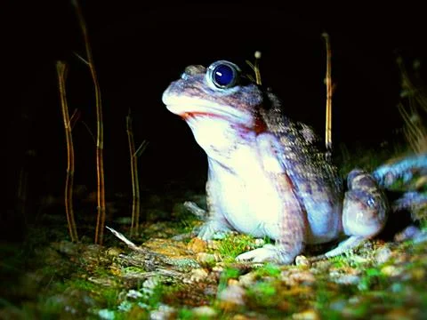 Big toad Stock Photos