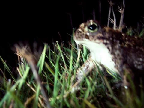 Big toad Stock Photos