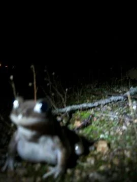 Big toad Stock Photos
