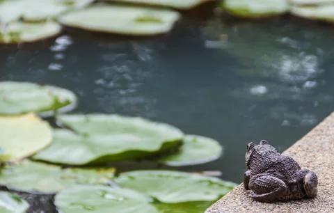 Big toad prepares for jumping to the pond Stock Photos