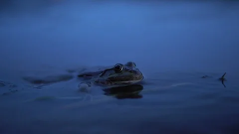 A big toad sits in the water. Close-up. Stockbeeldmateriaal 113481099
