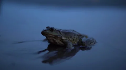 A big toad sits in the water. Close-up. Stockbeeldmateriaal 113481561