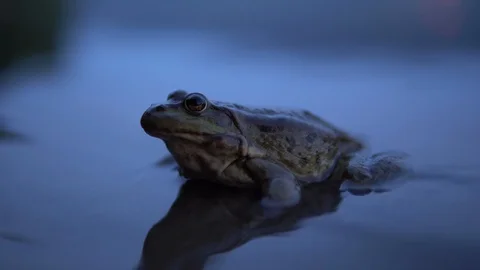 A big toad sits in the water. Close-up. Stock Footage 113970680